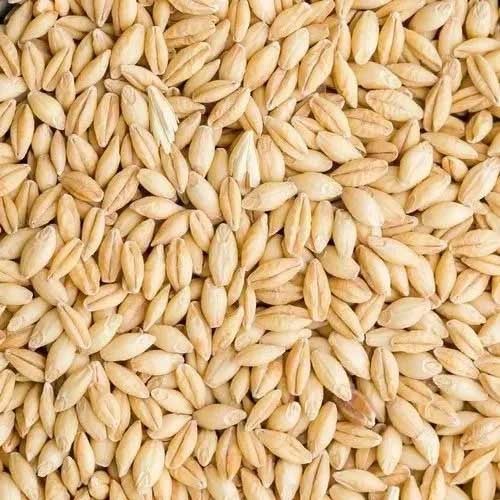 Biggest Barley Seeds Supplier in Mandsaur