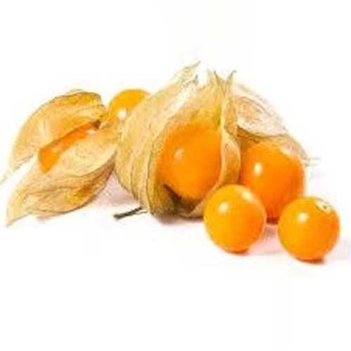 Fresh Winter Cherry Exporter in Mandsaur MP