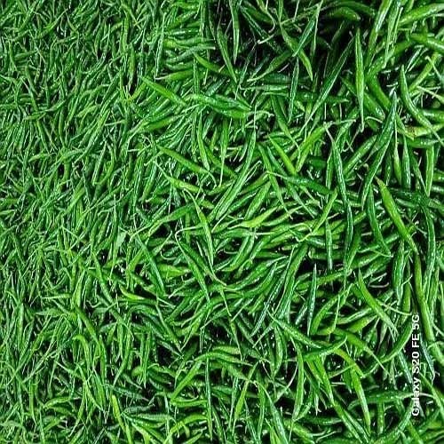 Fresh Green Chilli Exporter in Madhya Pradesh